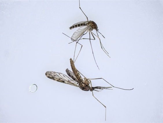 Van nu naar toen: Nederland malariavrij in 1970