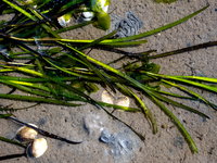 Zijn de bodemdieren van de Wadden in gevaar?