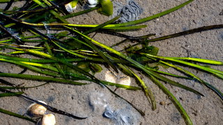 Zijn de bodemdieren van de Wadden in gevaar?