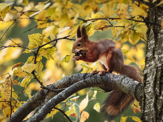 Huisvriend Marjolein de Rooij over eekhoorn die Republikeins gezicht werd