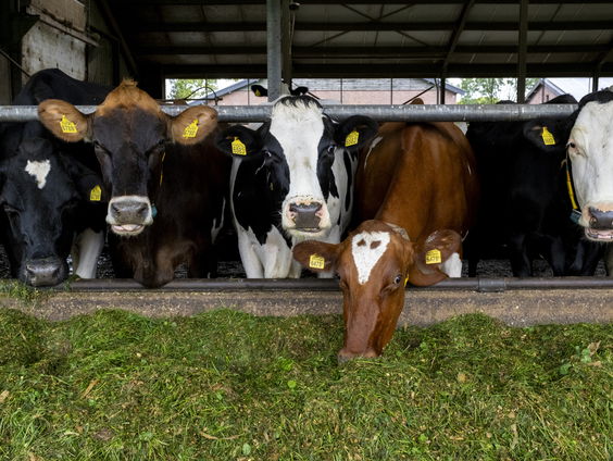 Onrust over methaan-remmer Bovaer