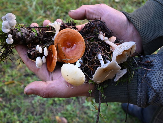 Waarom wildplukken goed is voor de natuur