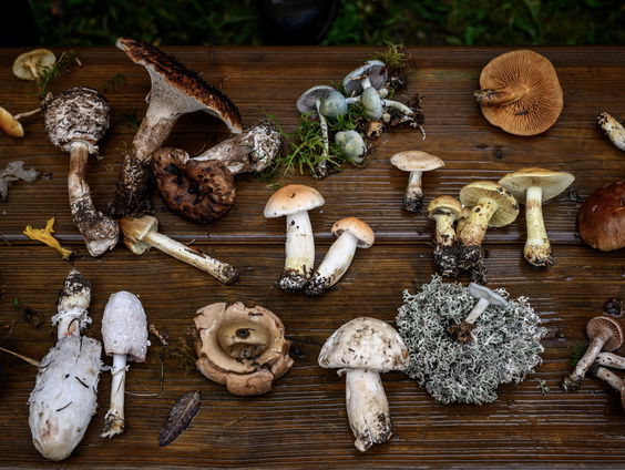 Wildplukker verzamelt voor sterrenrestaurants