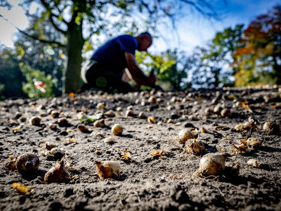 Wat zijn natuurvriendelijke bloembollen?