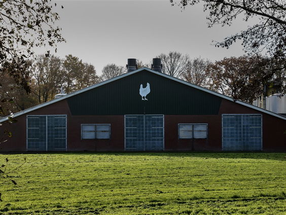 Stand.nl: Het is goed dat er nu kippen gevaccineerd worden tegen de vogelgriep
