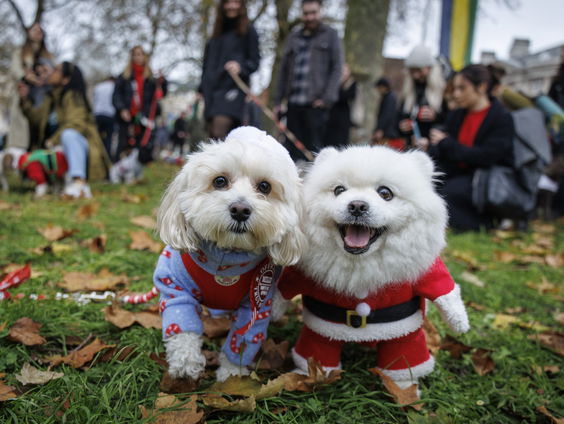 Ruzie over je huisdier bij een echtscheiding: hoe te voorkomen?