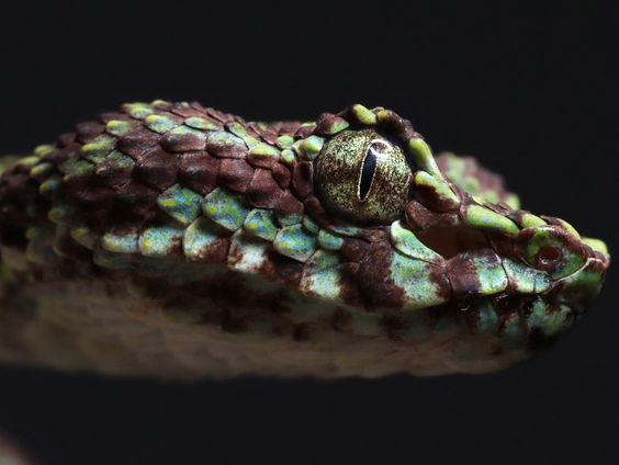 Meer dan 200 nieuwe plant- en diersoorten ontdekt bij de Mekongrivier: hoe kan dat?