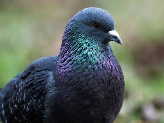 De duiven van Tinus zijn niet gestolen, maar gedood!