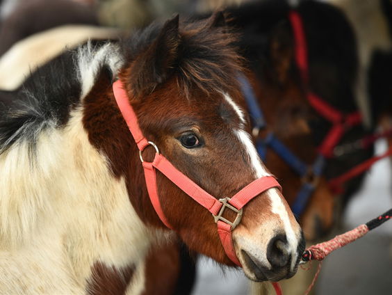 Dieronvriendelijke hulpmiddelen in de paardensport