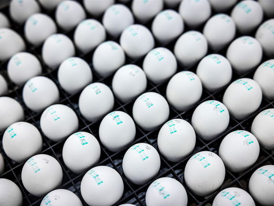 Expert dierenwelzijn over ontwikkelingen rondom eendagshaantjes: 'Heeft niets met dierenwelzijn te maken'