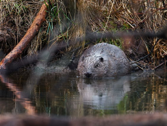 Bever zorgt voor problemen in Nederland: ‘Zien impact toenemen’
