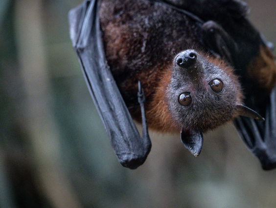 De Jaargetijden: de Vleermuistelling