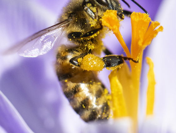 Erotiektentoonstelling gaat Limburgse schaamte voorbij