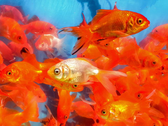 Wat zijn de gevolgen als mensen goudvissen dumpen in de natuur?