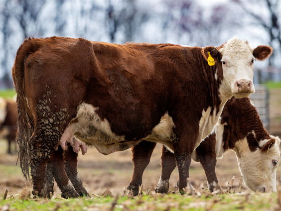 Dieren op de planken in het theater