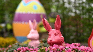 Het leven van de (paas)haas in Nederland