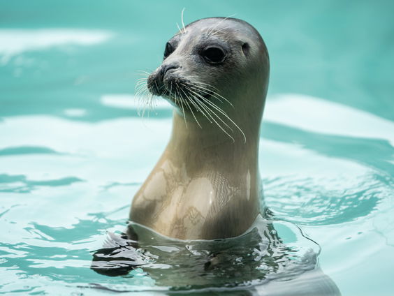 De Jaargetijden: Zeehonden in Lauwersoog