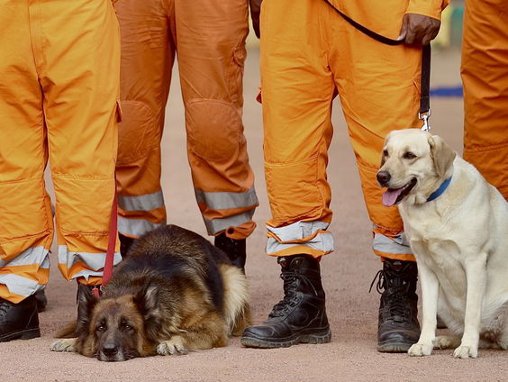 Moeten we overstappen naar vega hondenvoer?