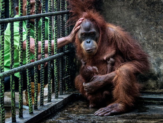 Dieren hebben te weinig privacy in de dierentuin: 'Privacy is een dierenrecht'