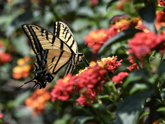 Dit jaar gaat het ineens juist een stuk beter met de vlinder
