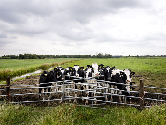Stikstof: Hoe komt het land van het stikstofslot?