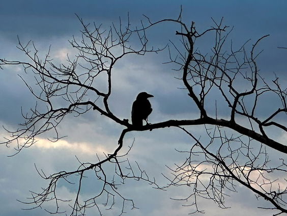 De Jaargetijden: Kraaien