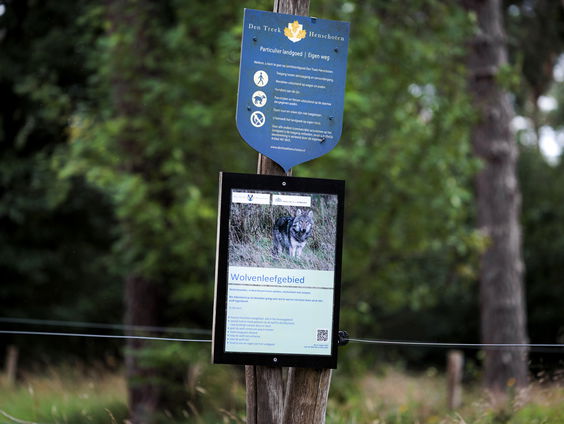 Wolf doodgeschoten op Utrechtse Heuvelrug