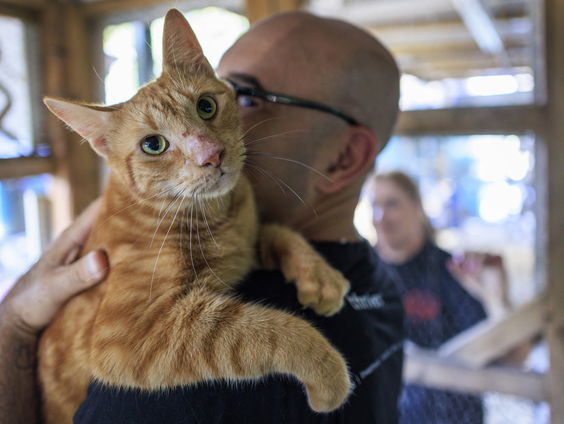'Stop met het formatienieuws en ga kattenfilmpjes kijken'