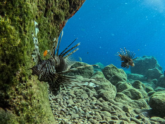Zijn er nog vragen over het verdwijnen van koraalriffen?