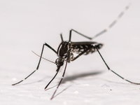 Waarom de strijd tegen malaria nog lang niet voorbij is