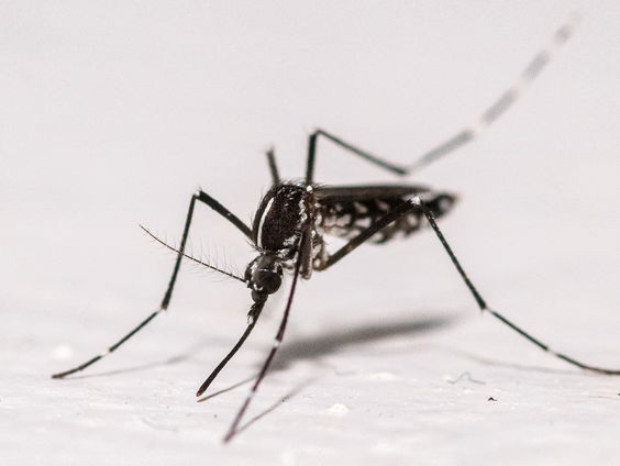 Hoe kunnen er opeens muggen op IJsland zijn?