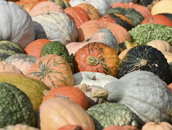 De Jaargetijden: pompoenen