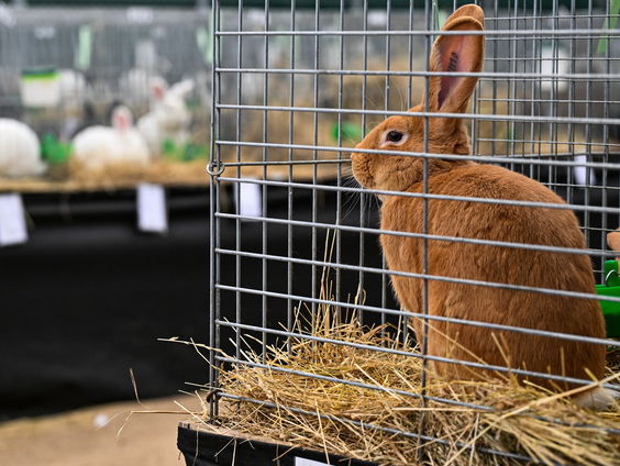 Leren luisteren naar dieren