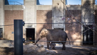 Regels voor dierentuin gaan op de schop