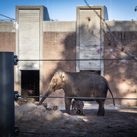 Regels voor dierentuin gaan op de schop