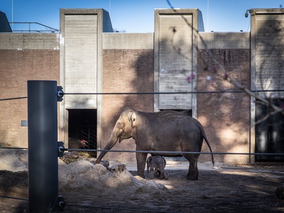 Regels voor dierentuin gaan op de schop