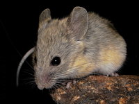 Hoe de muis geneest van de winterslaap