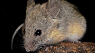Hoe de muis geneest van de winterslaap