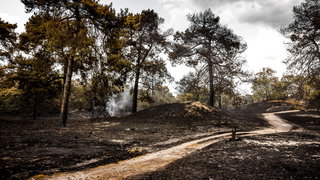 De toekomst van het bos