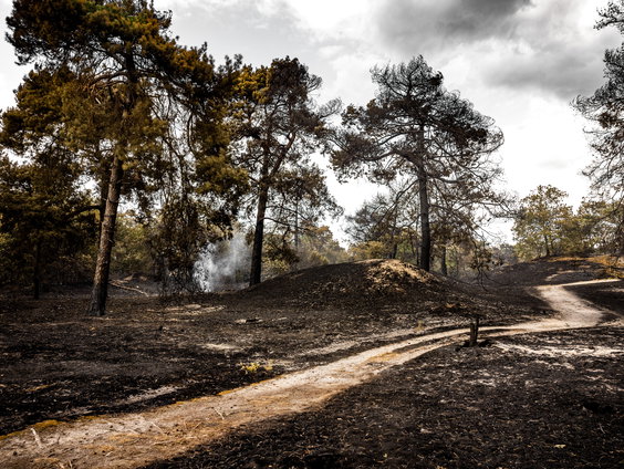 De toekomst van het bos