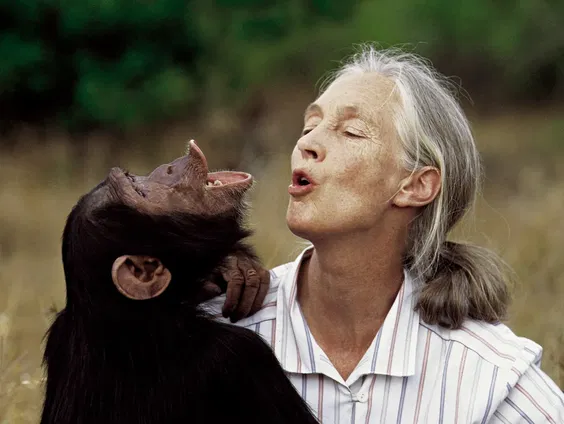 Jane Goodall introduceerde de vrouwelijke blik in de wetenschap