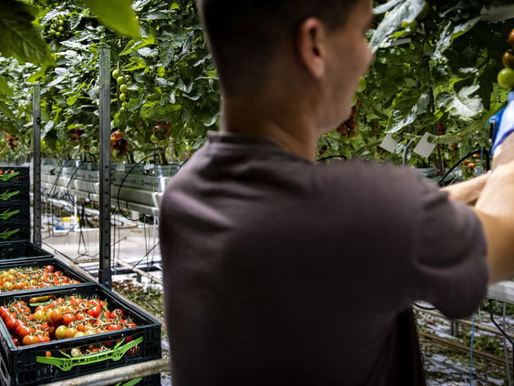 Waarom er steeds meer Brazilianen naar Nederland komen om te werken