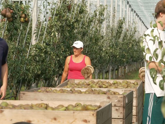 Onderzoeksraad voor Veiligheid: meer vaste contracten voor arbeidsmigranten om ongevallen te voorkomen