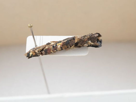 Onderzoek toont microplastics aan in insecten van een halve eeuw oud