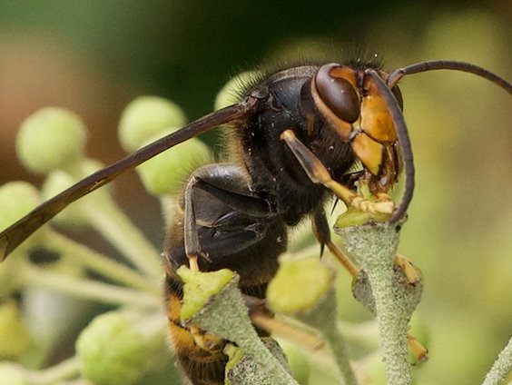 Strijd tegen Aziatische hoornaar is schadelijk voor biodiversiteit