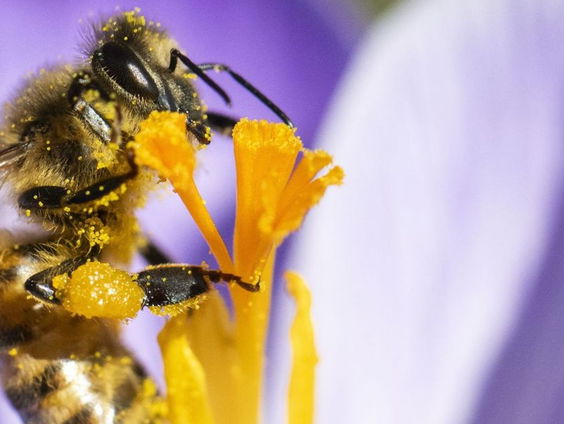 Alweer massale bijensterfte gerapporteerd