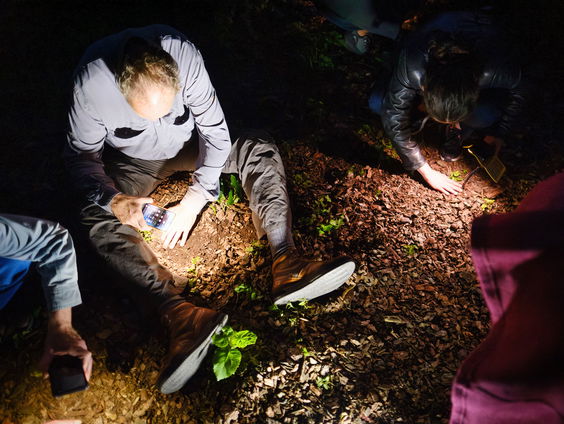 Regenworm troeft naaktslak af bij telling Bodemdierendagen