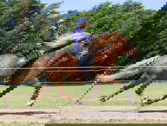 Cora Wijmans (80) gaat met haar IJslandse paard naar het WK