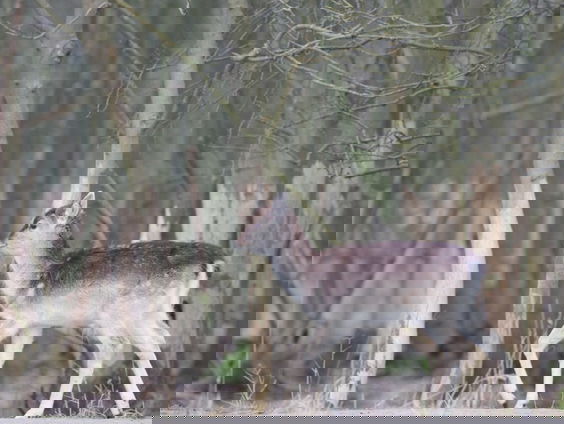 Minder damherten, meer biodiversiteit