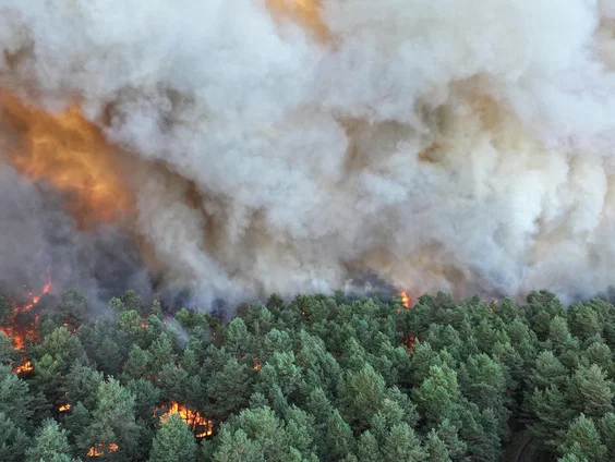 Uitzonderlijke brand verwoest unieke natuur Fontainebleau